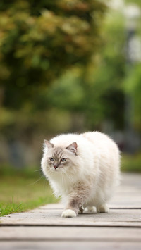 Cats dislike your actions