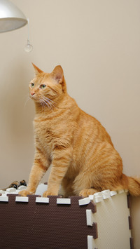 The orange cat drank