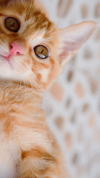 萌宠小猫可爱