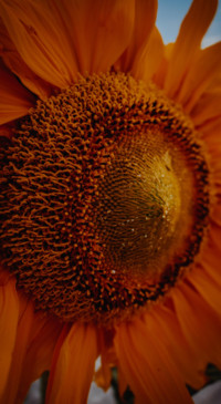 Nature B6 (12)