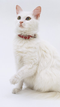 Cats cant eat sweetness 35
