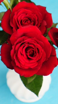 Flowers and Plants (9)