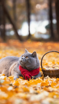 蓝猫养护指南