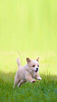 Puppy in full action