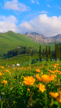 Blooming on the grassland