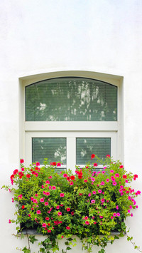The flowers on the windowsill