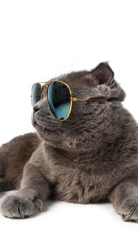 听见猫咪的声音