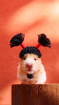 Hamsters comfort zone