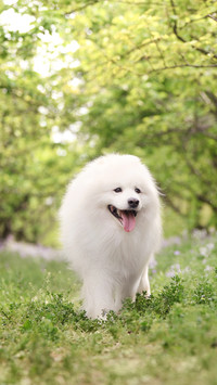 Can you walk the dog
