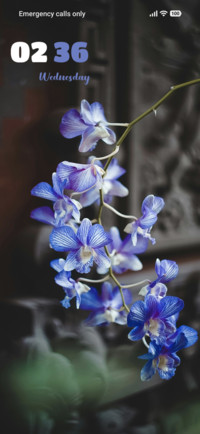 Blue Orchid