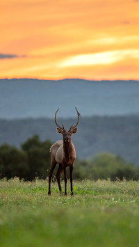 Elk in Pennsylvania
