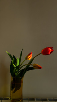 Fresh spring red tulip flowers bouquet into yellow vase