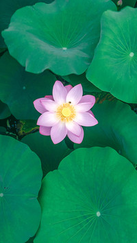荷花绽放了整个夏天