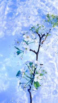 美丽的花朵-拍信图库