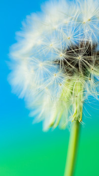 Spring scenery-11