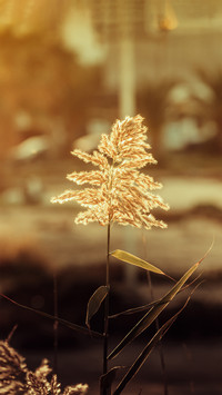 Golden plants