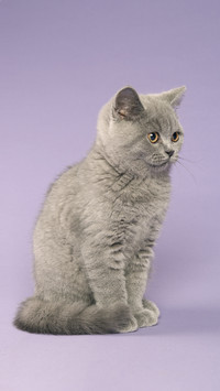 Pets need to be vaccinated once a year 9