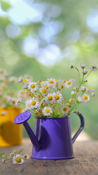 The Best Hope Daisy 84
