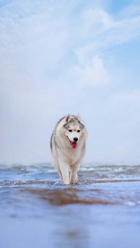 The Importance of Dog Training 3