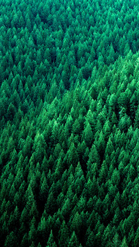 Green eye protection wallpaper