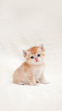 A Small Orange British Kitten Sits in Front of the Camera