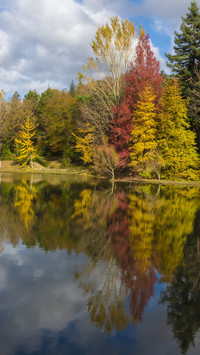 Istanbuls autumn forest is colorful