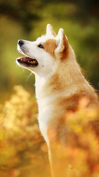 3 kinds of precious dogs 02