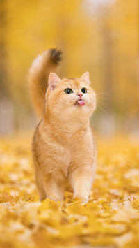 猫咪反感的行为