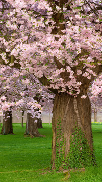 cherry blossom