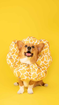 柯基犬的小秘密