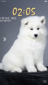 狗狗(无字版）
