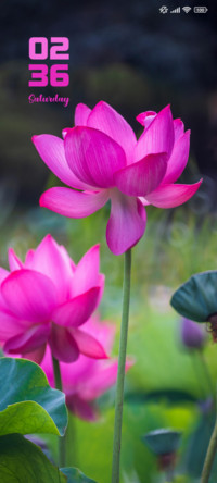 Lotus