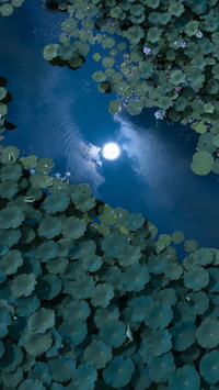 Moonlight over the lotus pond