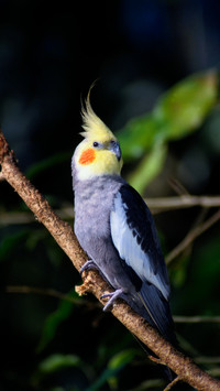 Parrot that can eat lobster 16
