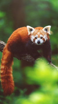 Sideways Glance, Enigmatic Panda in Shadows' Embrace
