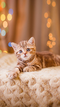 猫咪吃醋竟如此疯狂