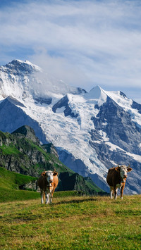 The alpine pastures of the alps