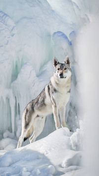 Small fresh meat in the wolf dog world 92
