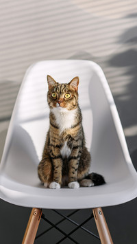 Small actions that can hurt cats 29