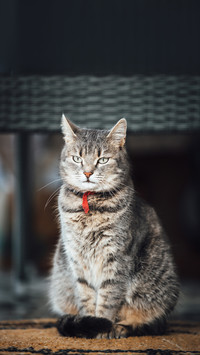 A vertical shot of a cute gray cat with a red tape