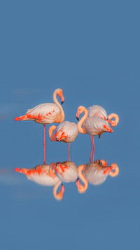 Flamingos foraging in the lake