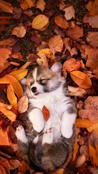 The healing moment of the autumn forest puppy