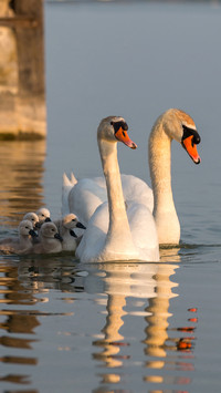 India-Swan