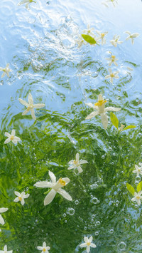 浪漫多巴胺鲜花壁纸-锐景创意