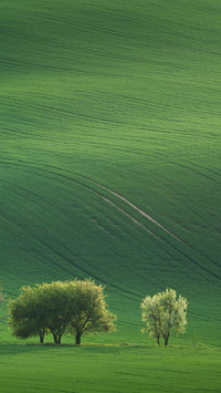 Blossom Trees overlooking hills with fields in sunset