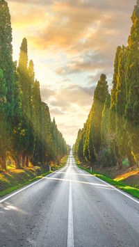 Bolgheri Famous Cypresses Trees Straight