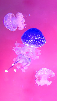 Closeup of jellyfish swimming in water