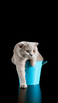 How to blow the hair of a cat easily after bathing 2