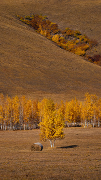 Encounter the golden autumn of the grassland 2