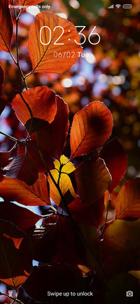 BrownLeaves_3MDP